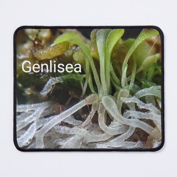 Item preview, Genlisea aka the corkscrew plant #1 designed and sold by Deathplant.