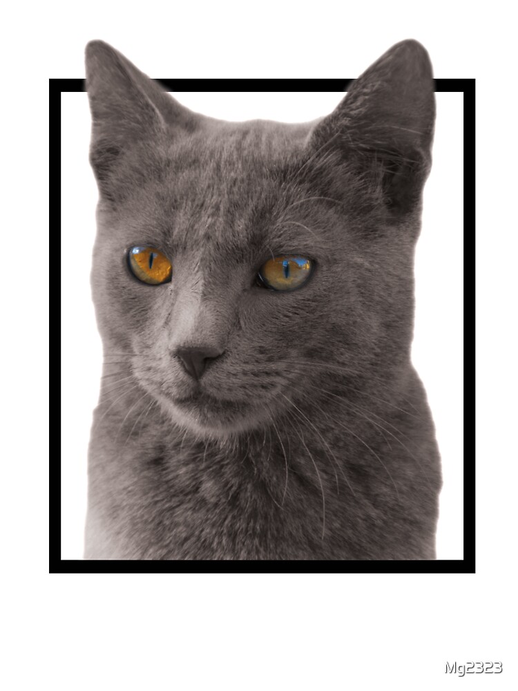 gray cat with orange eyes