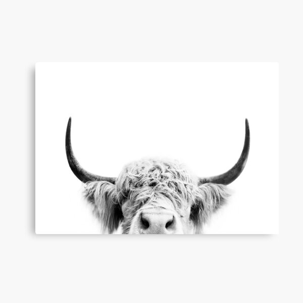 Peeking Cow Metal Print