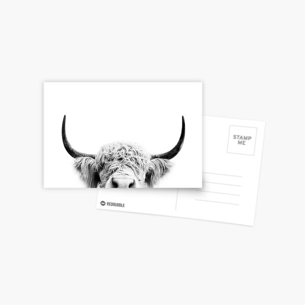 Peeking Cow Postcard