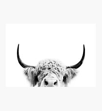 Peeking Cow Photographic Print