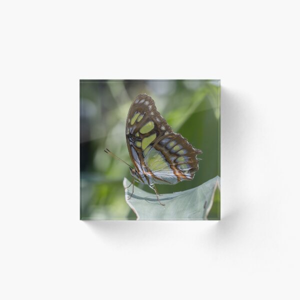 Malachite butterfly Acrylic Block
