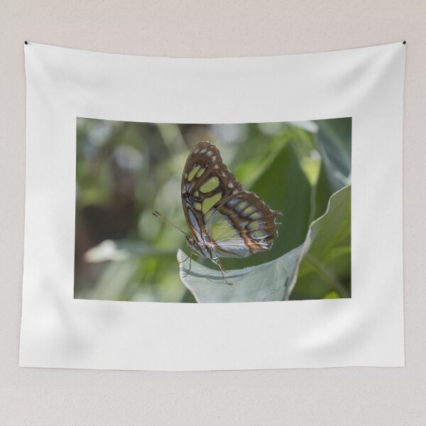 Item preview, Malachite butterfly designed and sold by pietrofoto.