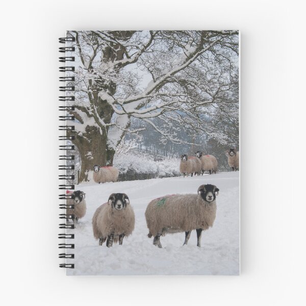 Item preview, Swaledale sheep in snow designed and sold by HAPhotography.