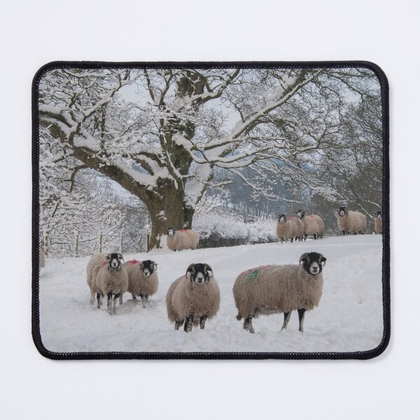 Item preview, Swaledale sheep in snow designed and sold by HAPhotography.