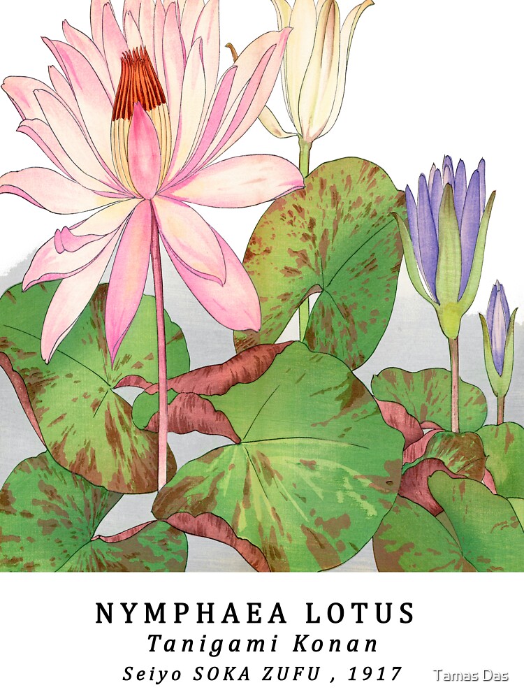 "Nymphaea lotus byTanigami Konan, vintage botanical,Japanese Woodblock