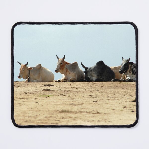 Item preview, African Cows Resting on the Road, Ethiopia, Africa designed and sold by worldways.