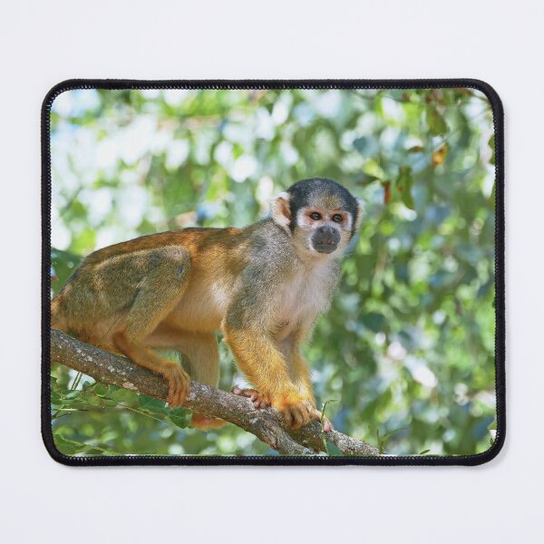 Item preview, 3113/  finition 2021 " Vallée des Singes - 86 "  par Okaio Créations  Olavia - Olao designed and sold by o.okaïo.