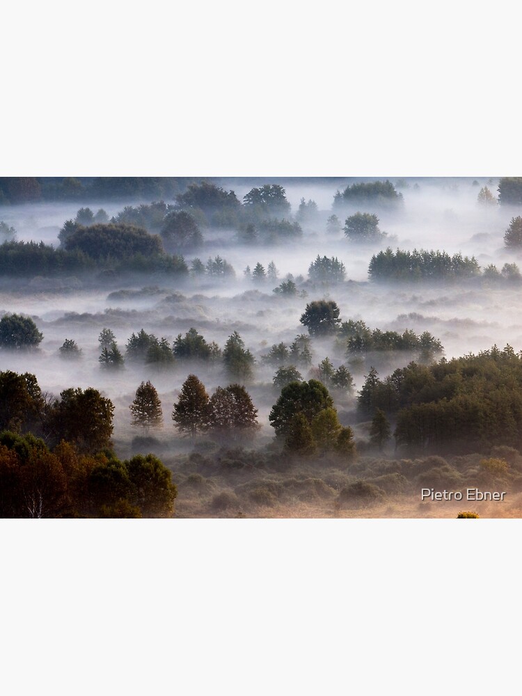 Thumbnail 3 of 3, Poster, Trees in the morning mist - 1 designed and sold by pietrofoto.