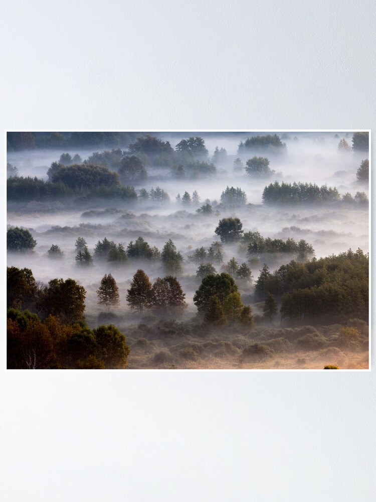 Thumbnail 1 of 3, Poster, Trees in the morning mist - 1 designed and sold by pietrofoto.