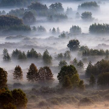 Artwork thumbnail, Trees in the morning mist - 1 by pietrofoto