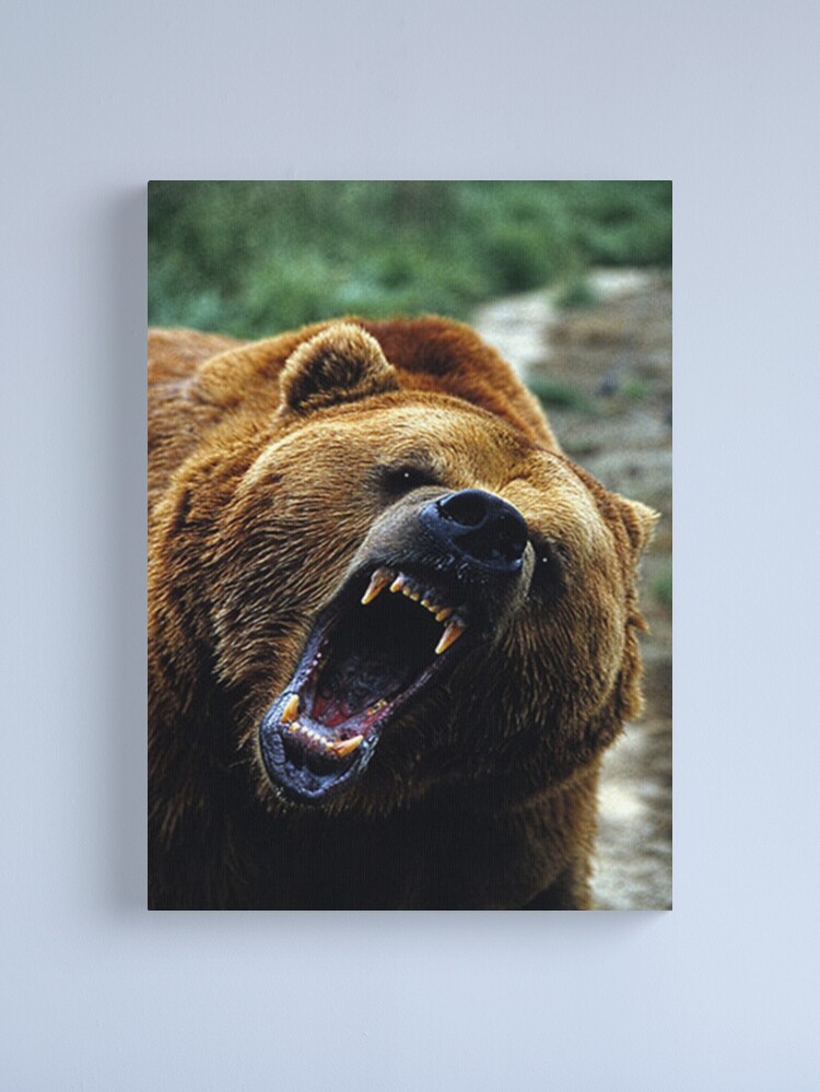 Menacing Grizzly Sticker for Sale by Sisbam