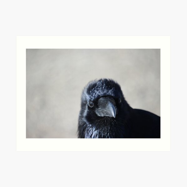 Raven chick Art Print