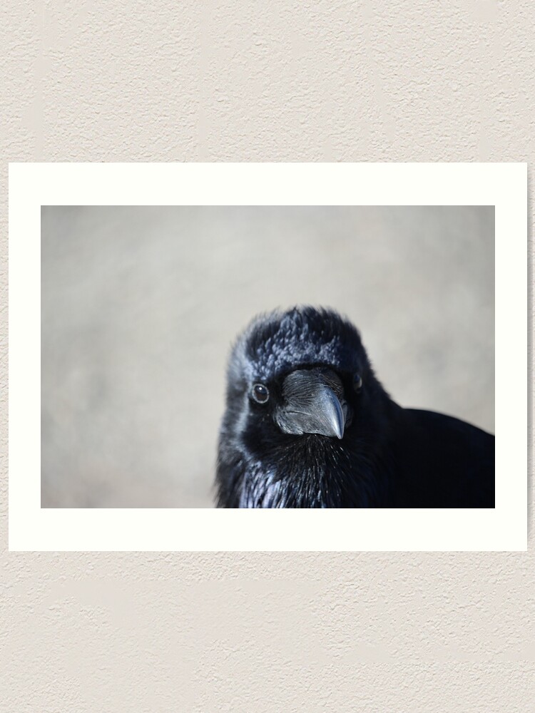 Alternate view of Raven chick Art Print