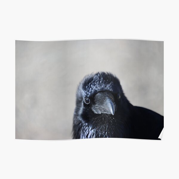 Raven chick Poster