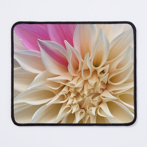 Item preview, Cafe Latte Dahlia with pink designed and sold by CotswoldCottage.