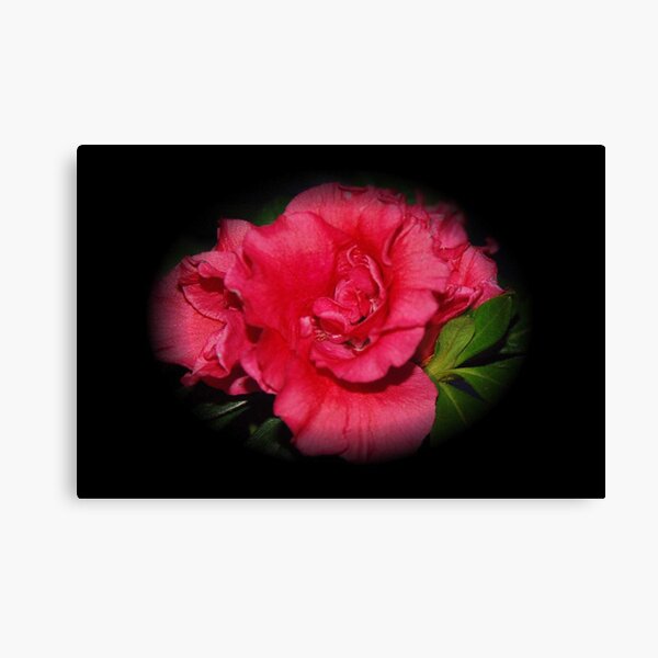 Azalea Canvas Print