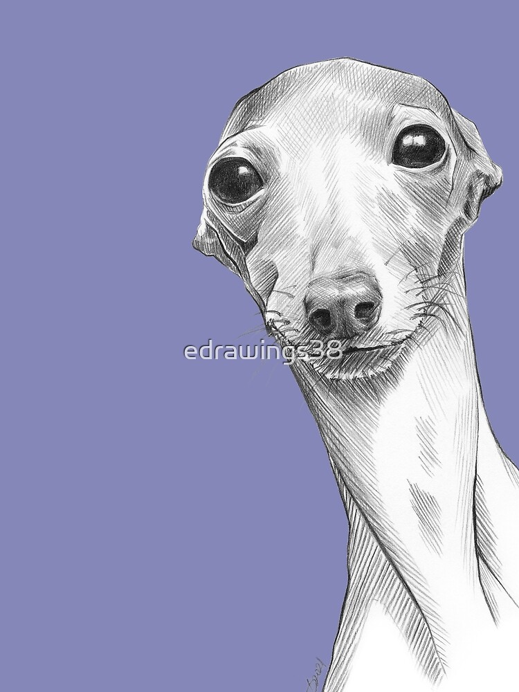 Calcetines dibujos galgo. Pak 3 colores