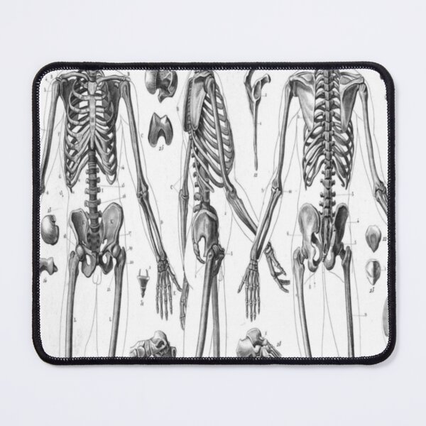 Item preview, Human anatomy Skeleton vntage designed and sold by bevisjones43.