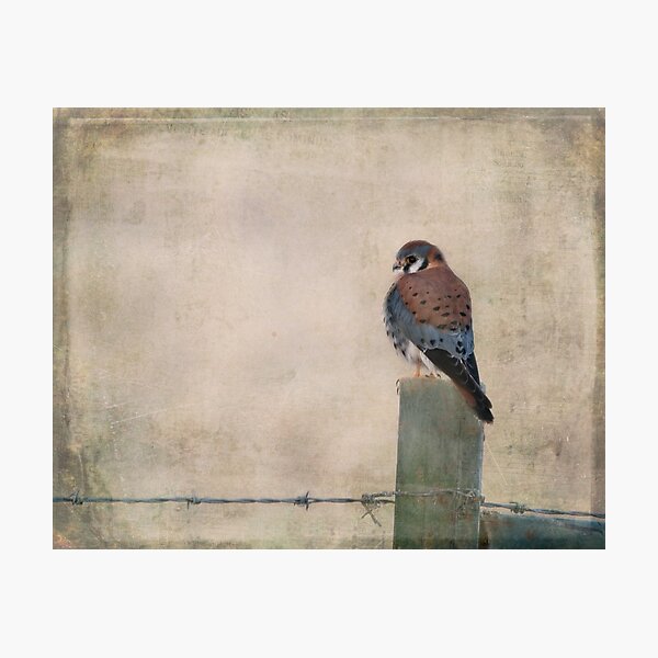 Item preview, Kestrel on barbed wire  designed and sold by Denise Okeson-Messner.