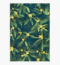 Loquat medlar tree in Autumn I Photographic Print