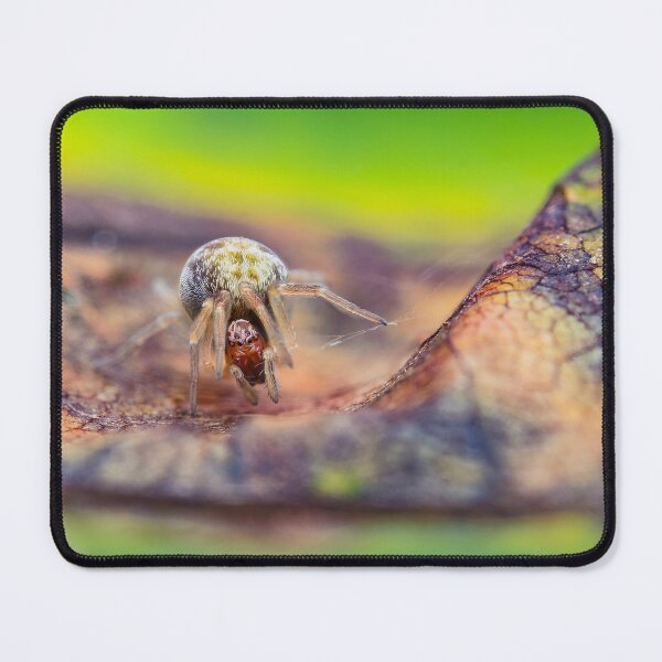 Item preview, Tiny Spider designed and sold by AronsTinySafari.
