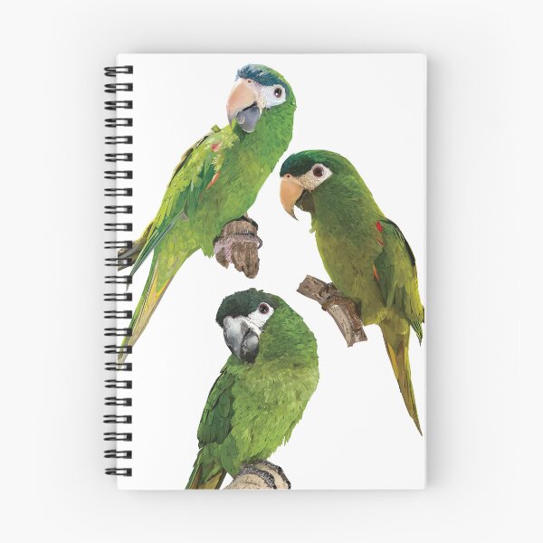 Item preview, The noble macaw designed and sold by obscurite.
