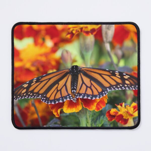 Item preview, Butterfly V Collection 2 designed and sold by MkwCreator.