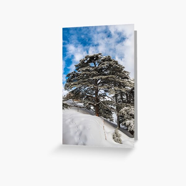 Forêt des Cèdres de Dieu en hiver sous la neige Carte de vœux
