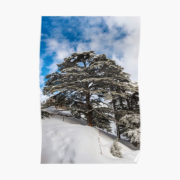 Forêt des Cèdres de Dieu en hiver sous la neige Poster