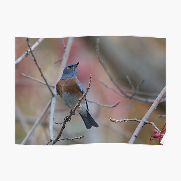 Western Bluebird 2 Poster