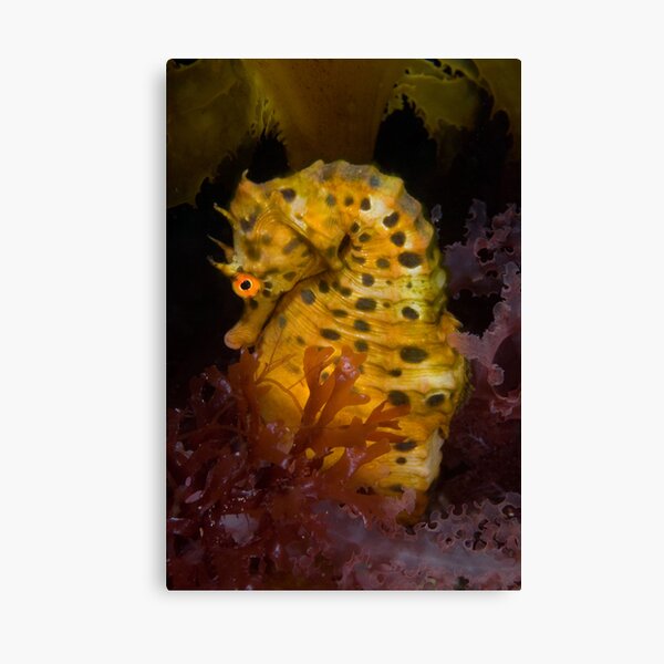 Life under the Portsea Pier Canvas Print
