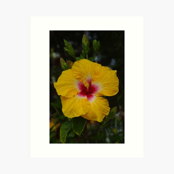 Hibiscus - yellow with red Art Print