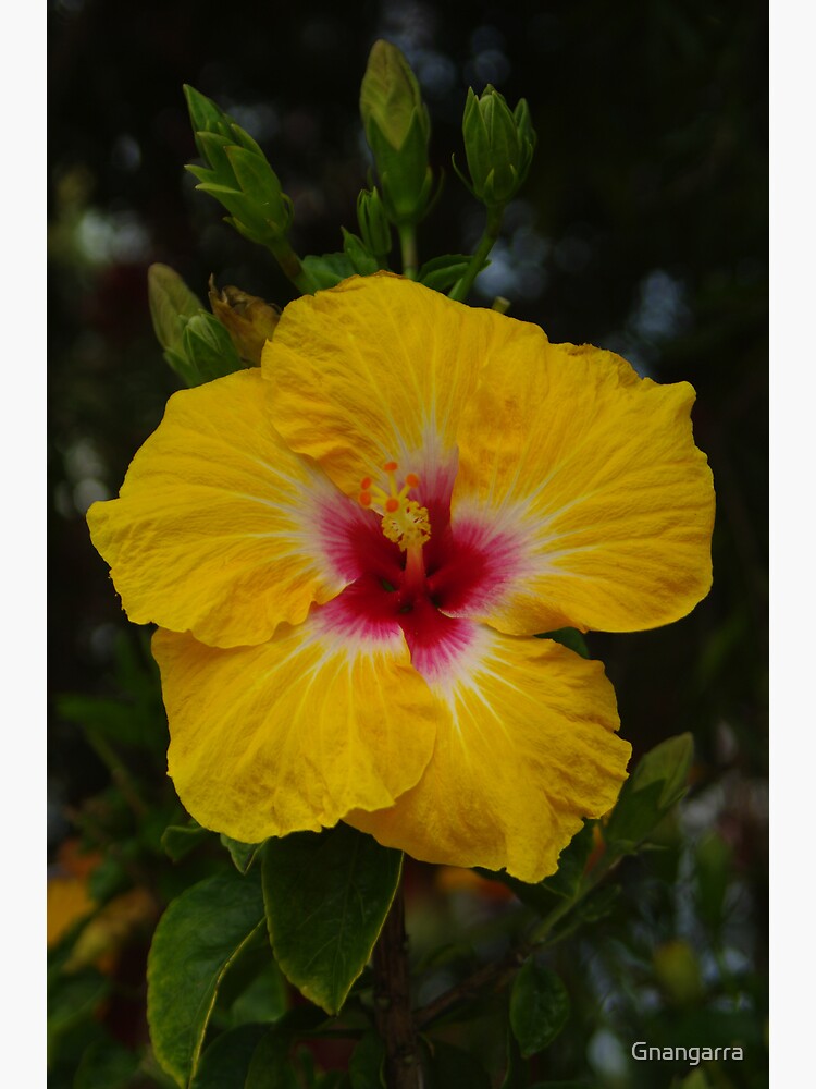 Hibiscus - yellow with red by Gnangarra