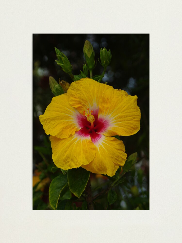 Alternate view of Hibiscus - yellow with red Photographic Print
