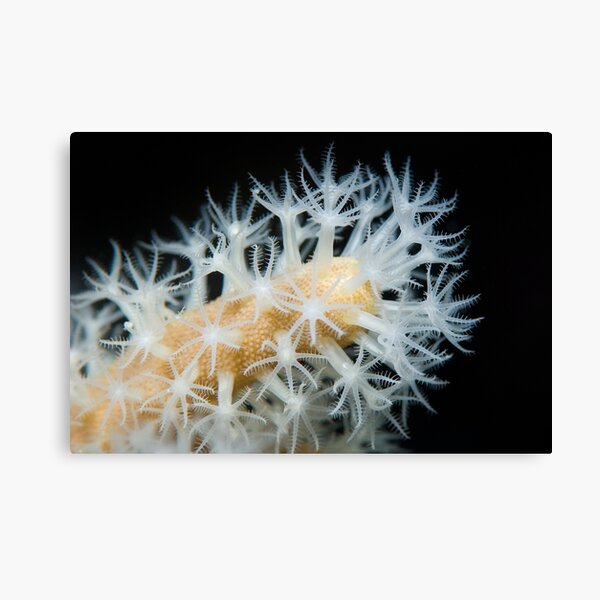 Feeding coral Canvas Print