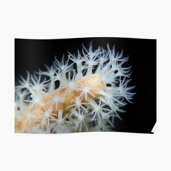 Feeding coral Poster
