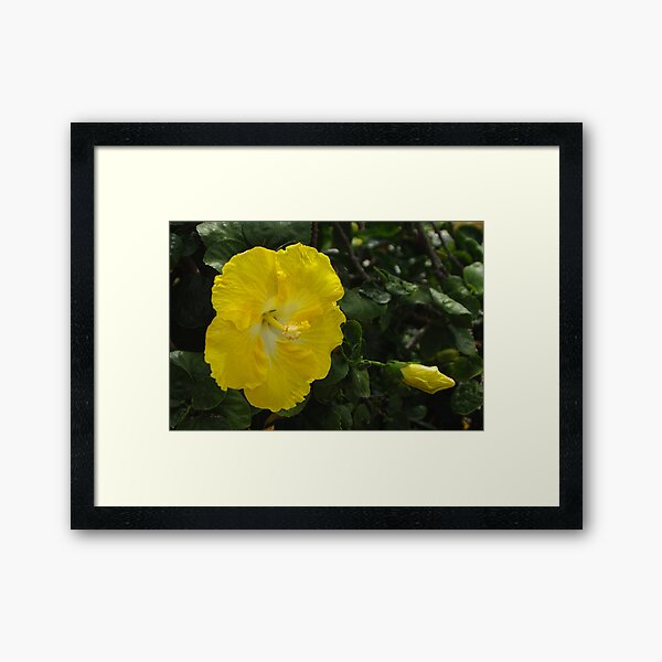 Hibiscus - yellow Framed Art Print
