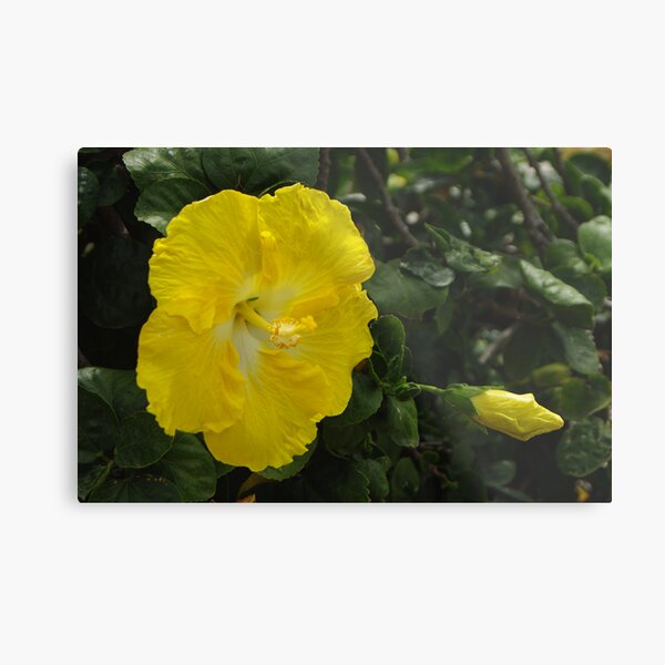 Hibiscus - yellow Metal Print