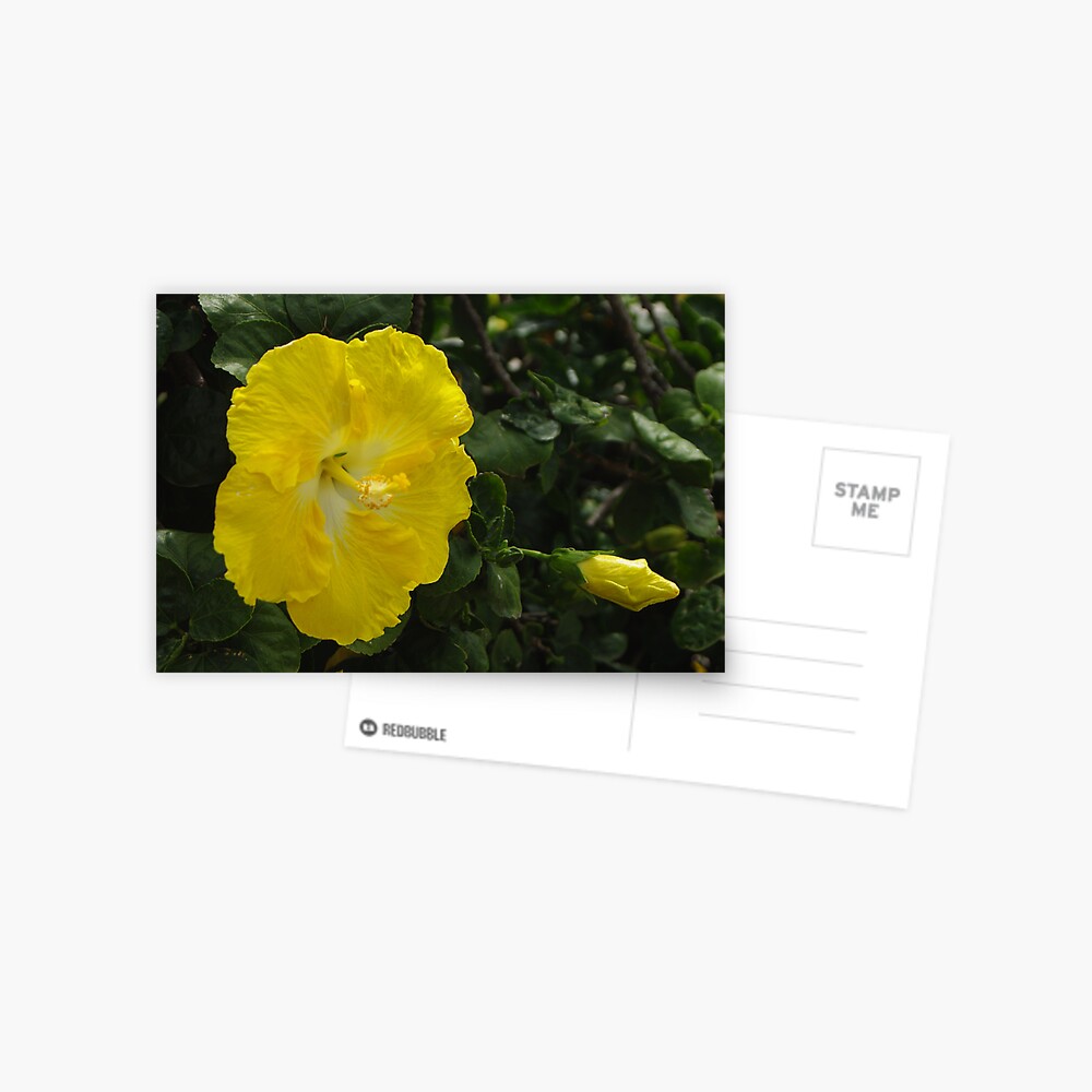 Hibiscus - yellow Postcard