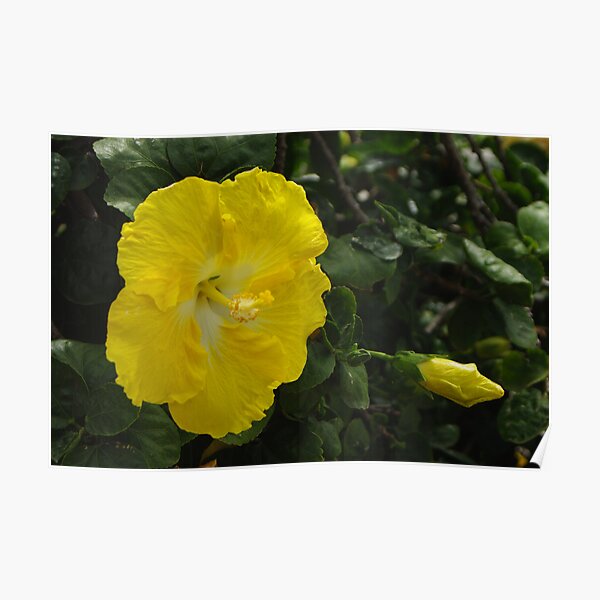 Hibiscus - yellow Poster