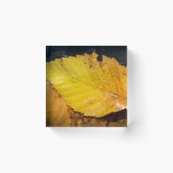 Item preview, Fallen Leaf designed and sold by Daniel's Destinations.