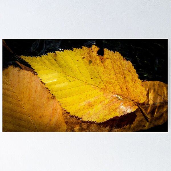 Item preview, Fallen Leaf designed and sold by Daniel's Destinations.