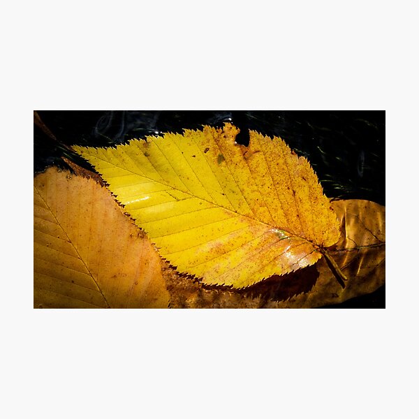 Item preview, Fallen Leaf designed and sold by Daniel's Destinations.