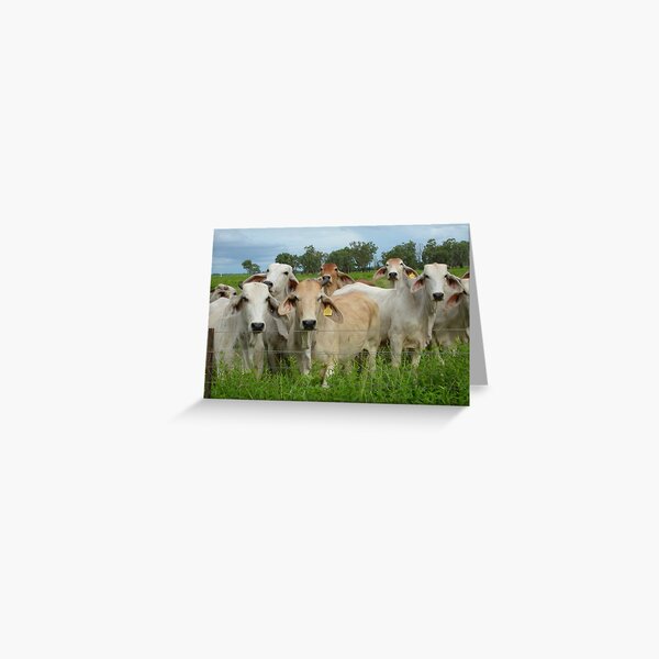 Brahman cattle Greeting Card