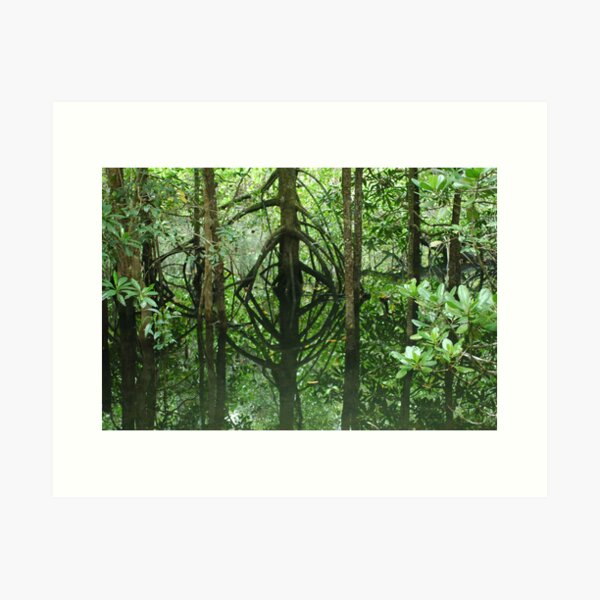 Daintree reflection Art Print