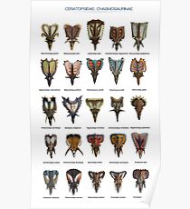 Front view of ceratopsid heads Poster