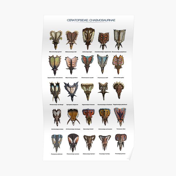 Front view of ceratopsid heads Poster