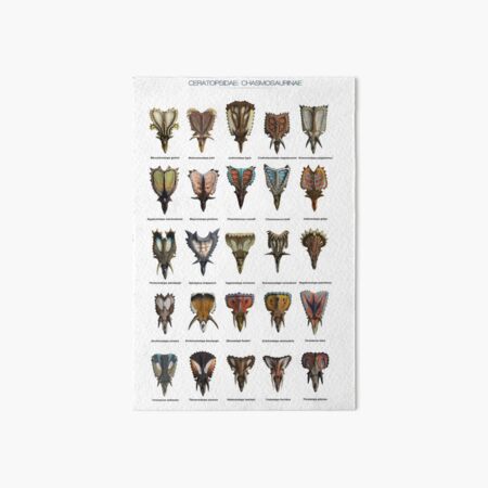 Front view of ceratopsid heads Art Board Print