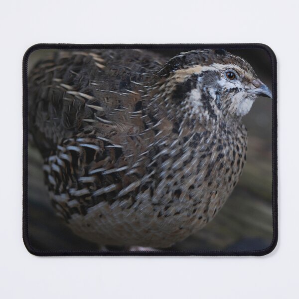 Item preview, Quail Crossing designed and sold by LeoGurl.